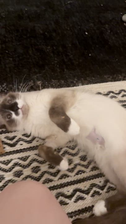 Enlarge Banana, an adopted Snowshoe in Brooklyn, NY video 3/6