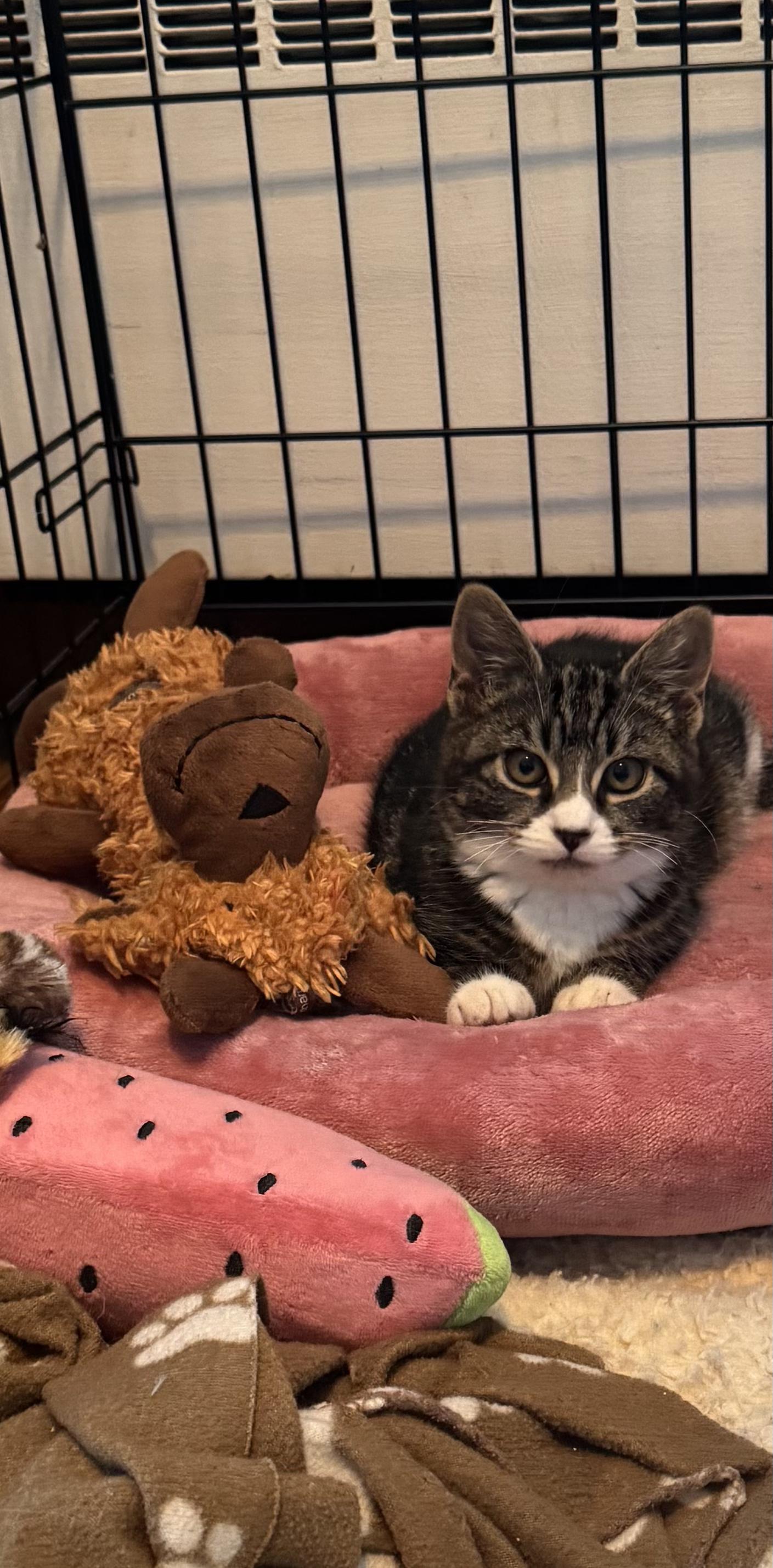 Enlarge Kiki, a ADOPTABLE Domestic Short Hair in Hazlet, NJ image 1/1