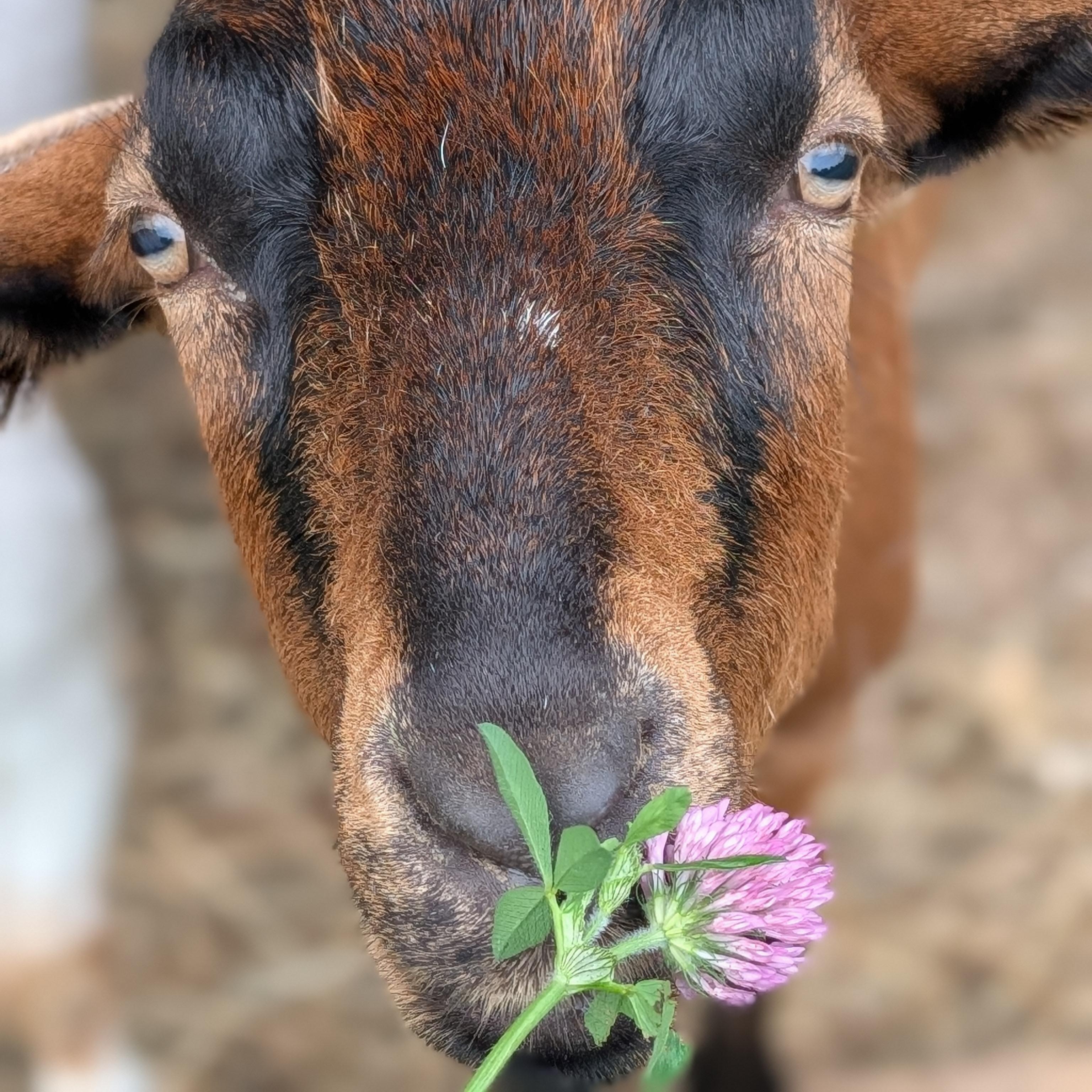 Enlarge Vera, a ADOPTABLE mixed breed in Cooperstown, NY image 5/6