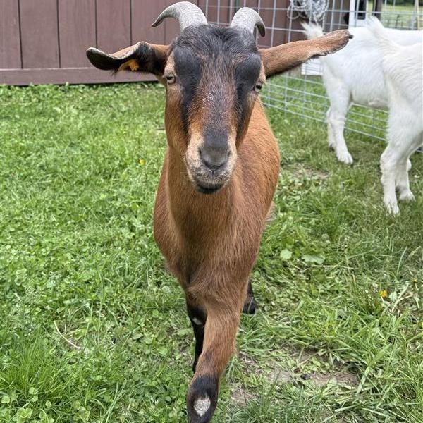 Enlarge Vera, a ADOPTABLE mixed breed in Cooperstown, NY image 4/6