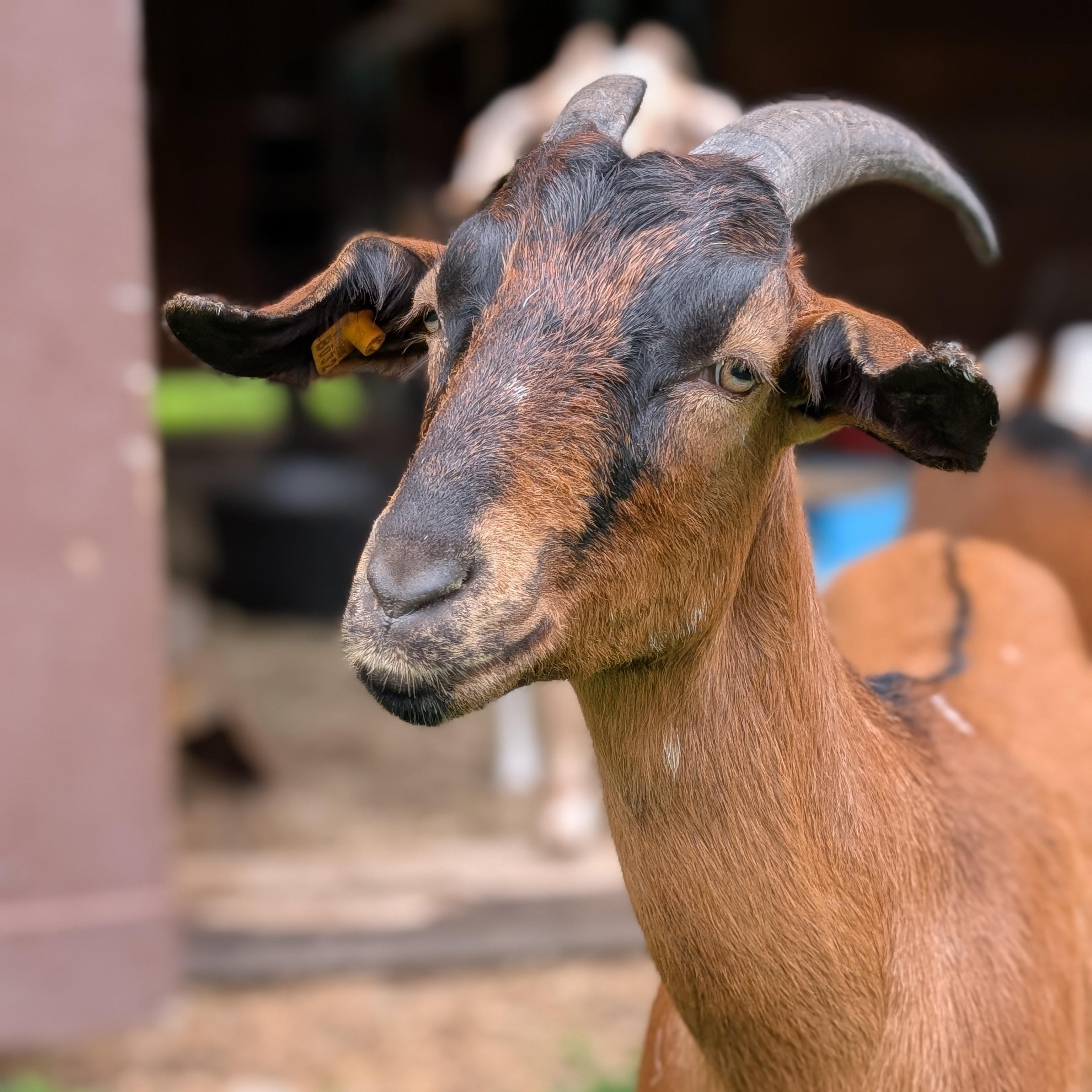 Vera, ADOPTABLE, Adult Female Goat.