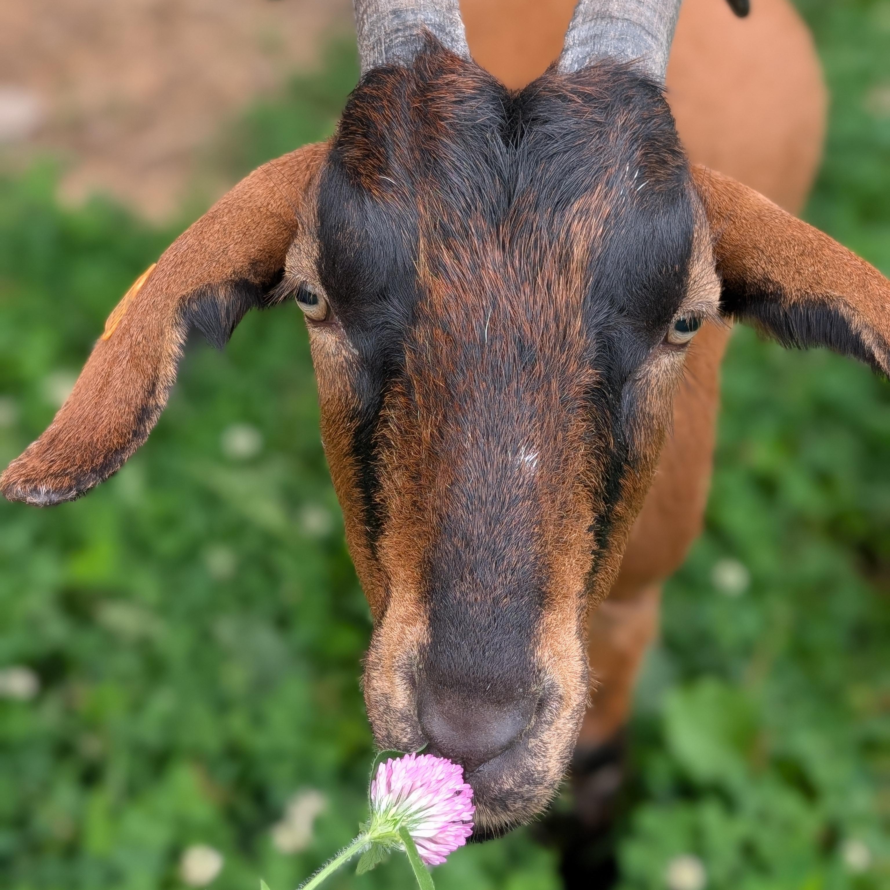 Enlarge Vera, a ADOPTABLE mixed breed in Cooperstown, NY image 2/6
