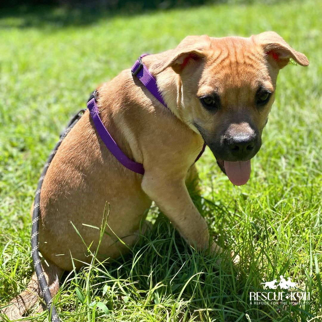 Buster, Adopted, Puppy Male Mastiff.