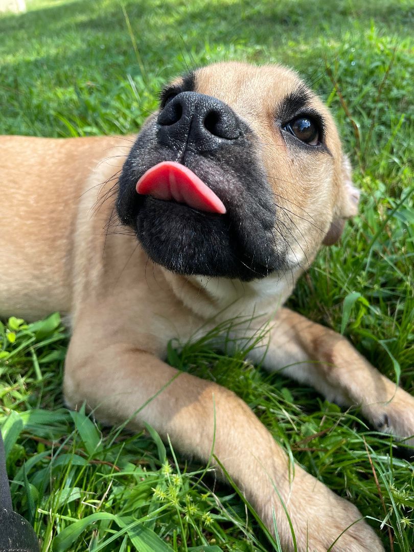 Enlarge Buster, a Adopted mixed breed in Camp Hill, AL image 2/10
