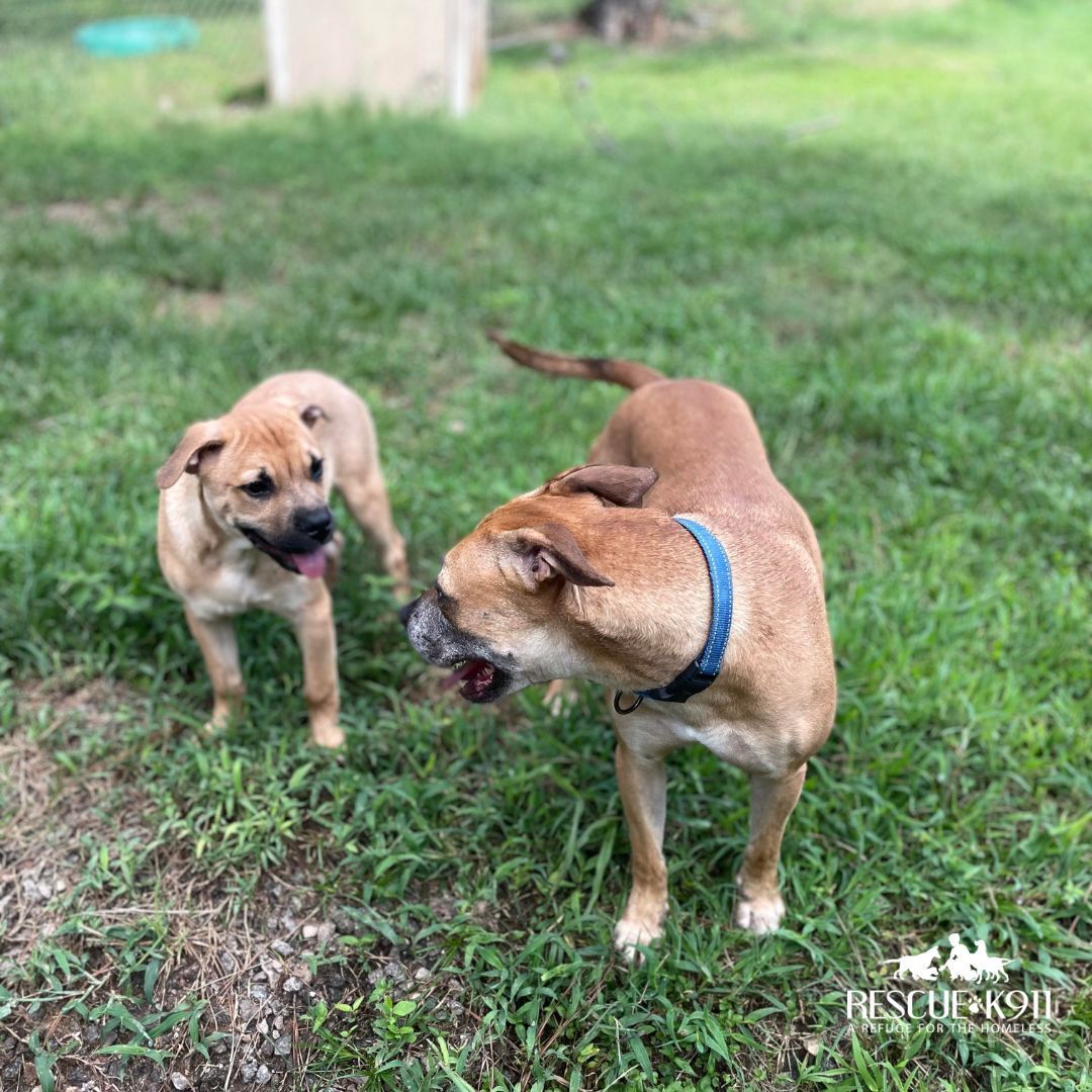 Enlarge Buster, a Adopted mixed breed in Camp Hill, AL image 3/10