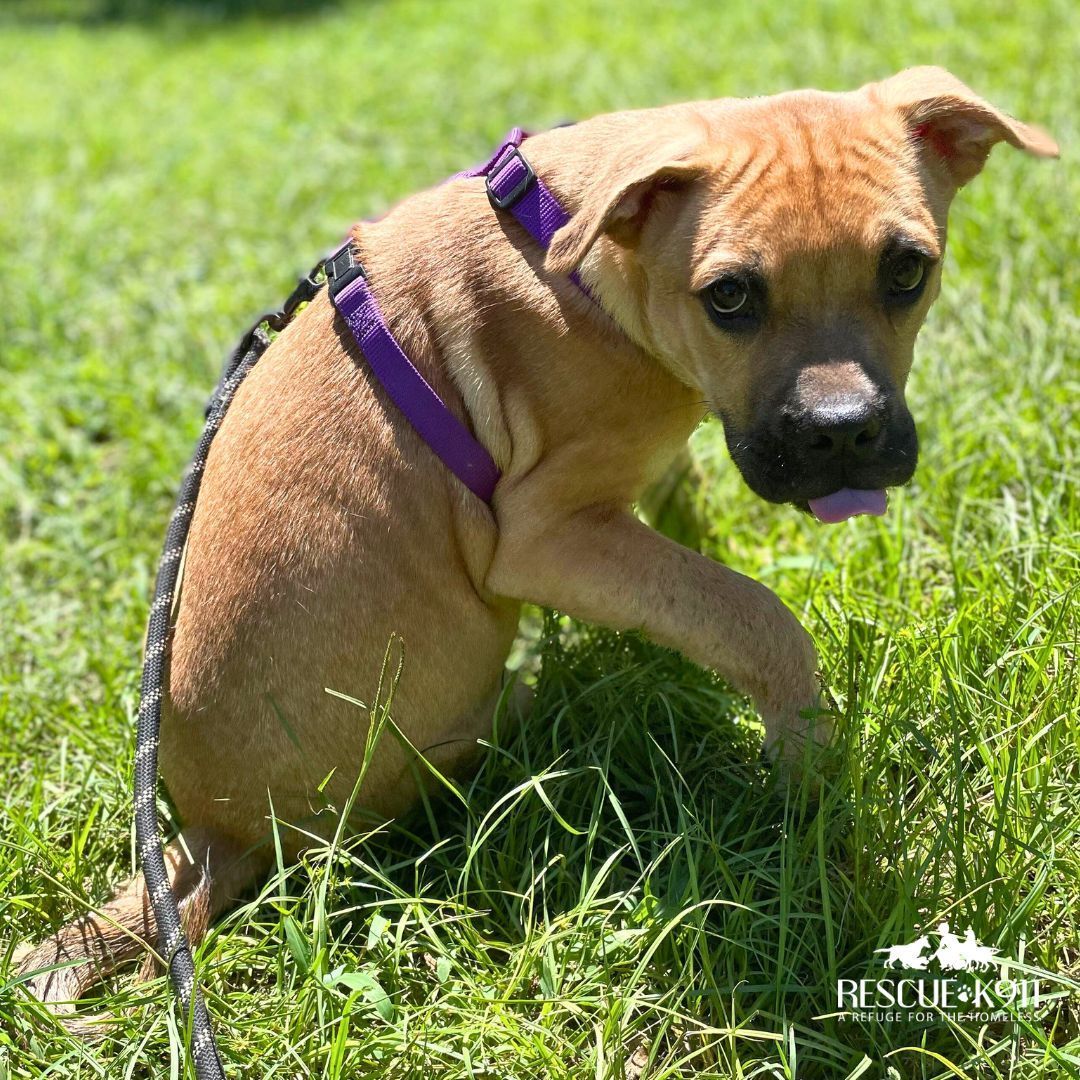 Enlarge Buster, a Adopted mixed breed in Camp Hill, AL image 4/10