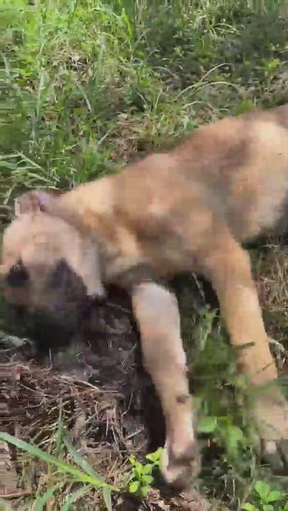 Enlarge Buster, a Adopted mixed breed in Camp Hill, AL video 10/10