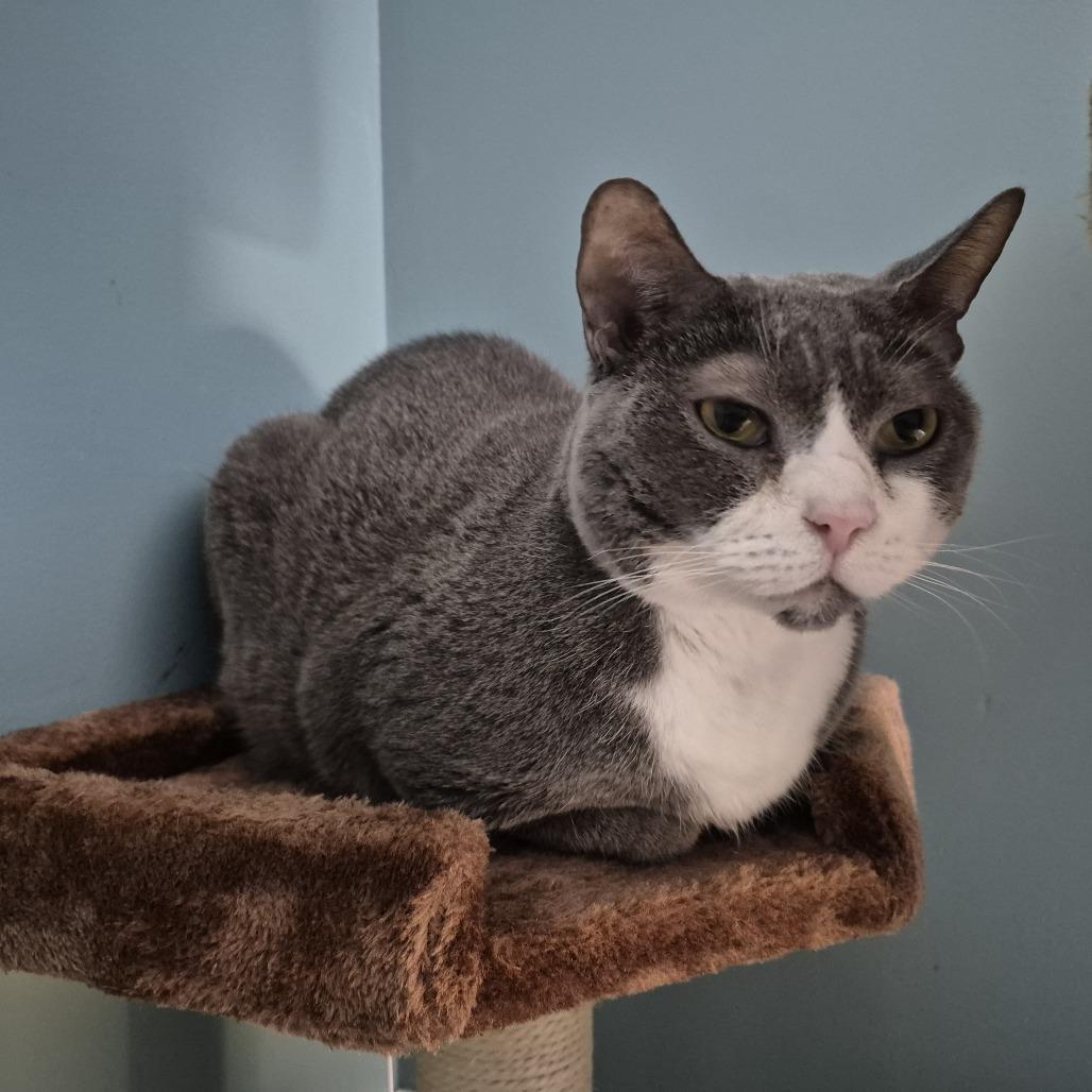 Willie, Adoptable, Senior Male Domestic Short Hair.