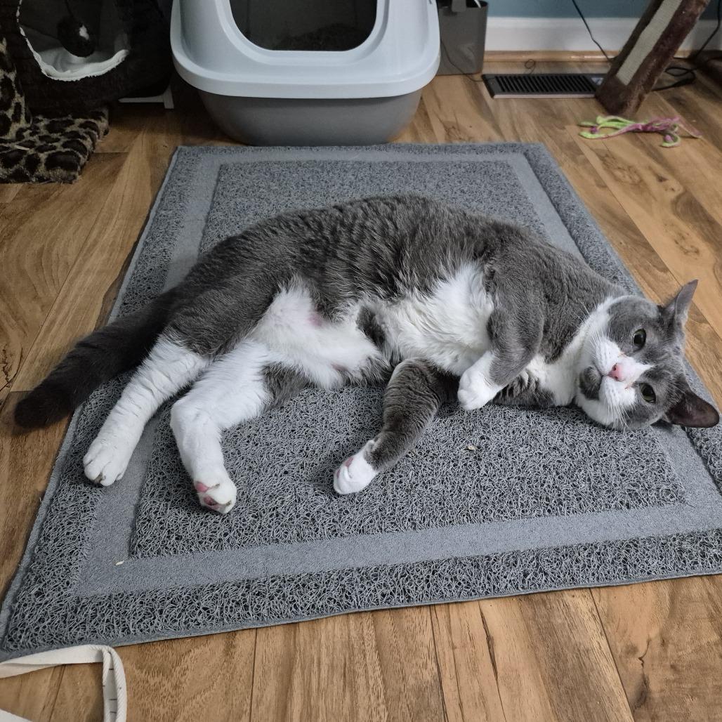 Enlarge Willie, a Adoptable Domestic Short Hair in Baltimore, MD image 2/6