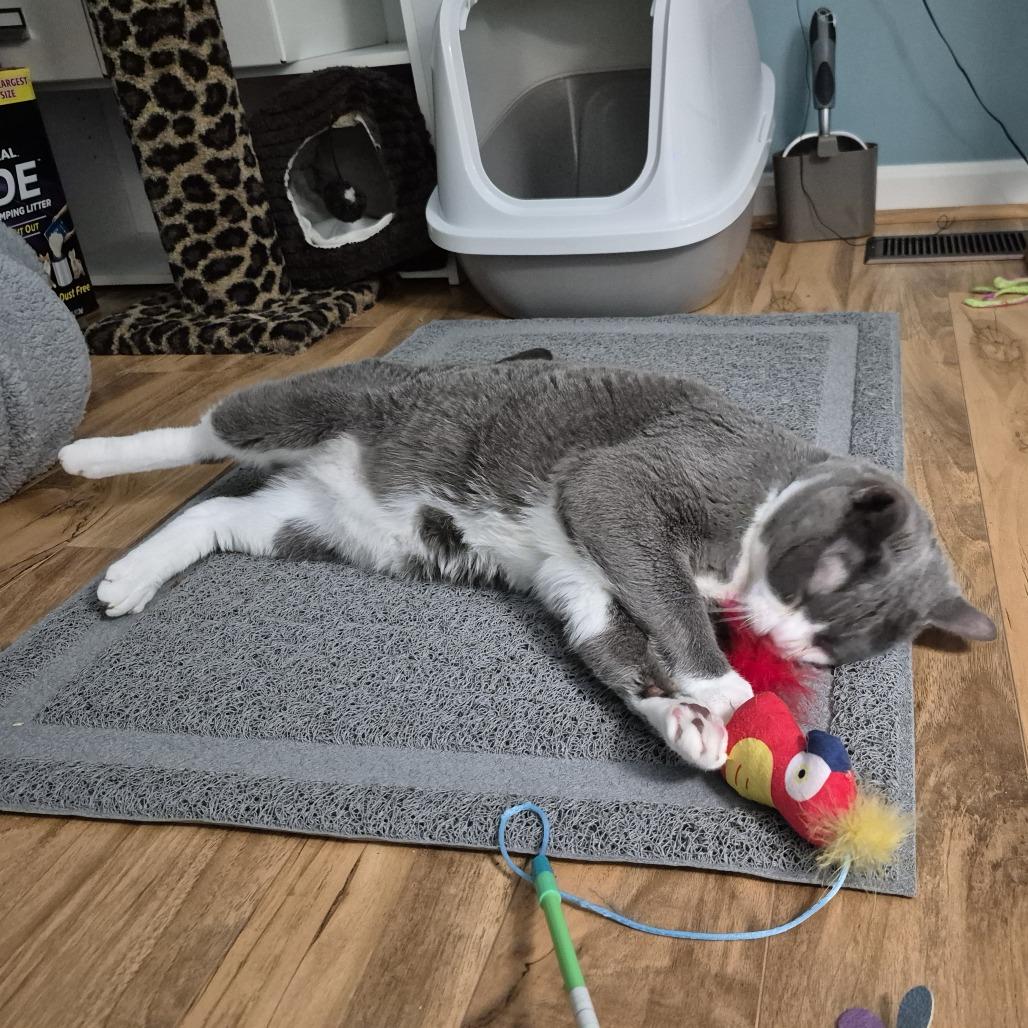 Enlarge Willie, a Adoptable Domestic Short Hair in Baltimore, MD image 4/6