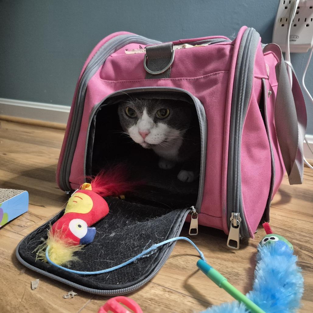 Enlarge Willie, a Adoptable Domestic Short Hair in Baltimore, MD image 5/6