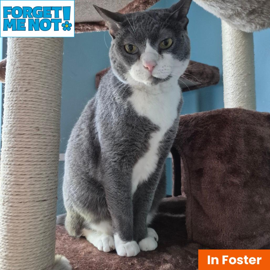 Enlarge Willie, a Adoptable Domestic Short Hair in Baltimore, MD image 6/6