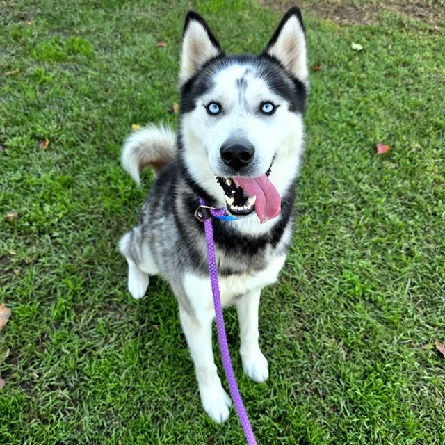 Enlarge EVEREST, a Adoptable Siberian Husky in Long Beach, CA image 1/1