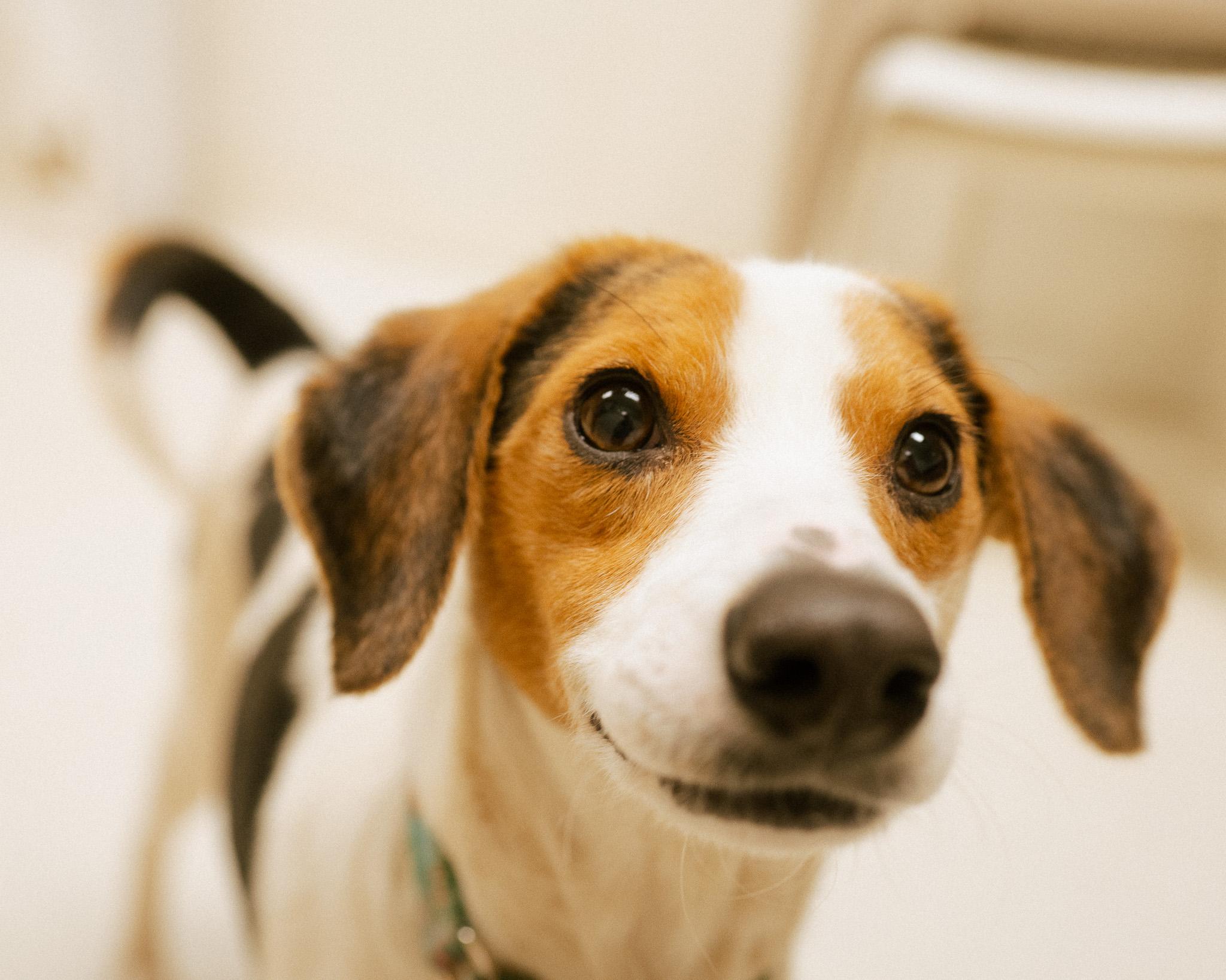 Enlarge Zach, an adopted mixed breed in Cincinnati, OH image 2/4