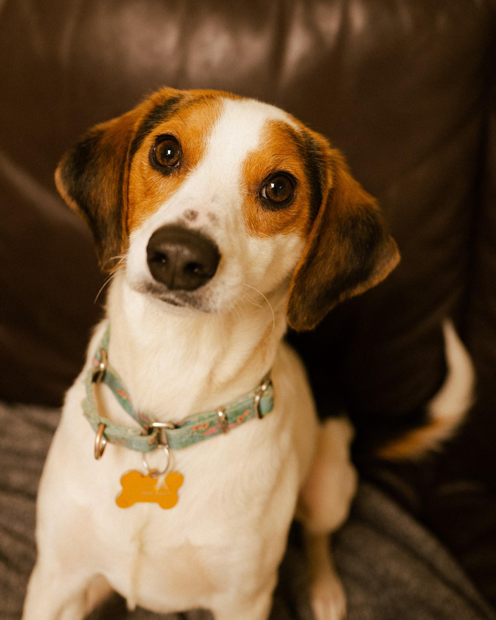 Enlarge Zach, an adopted mixed breed in Cincinnati, OH image 3/4