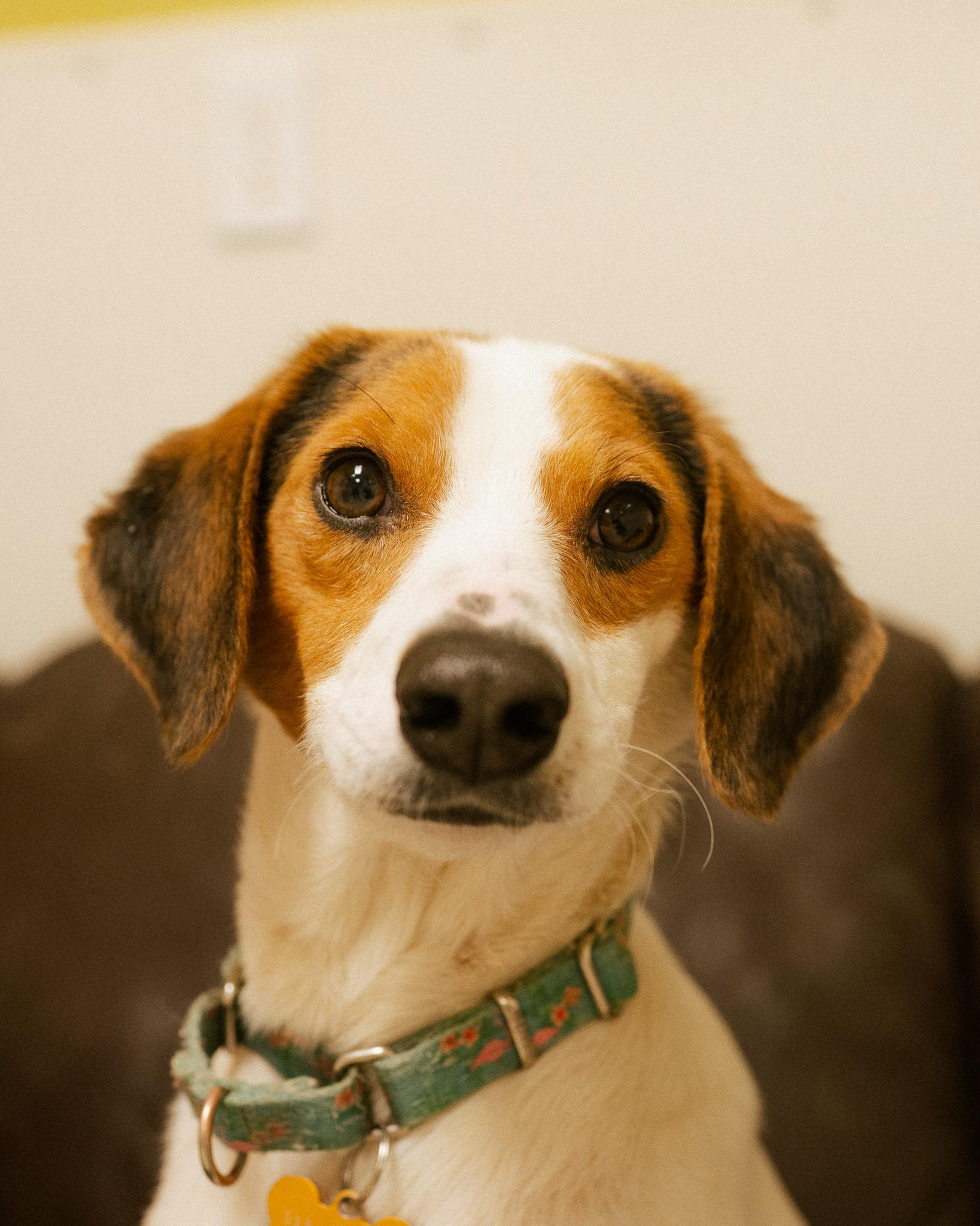 Zach, adopted, Young Male Beagle.