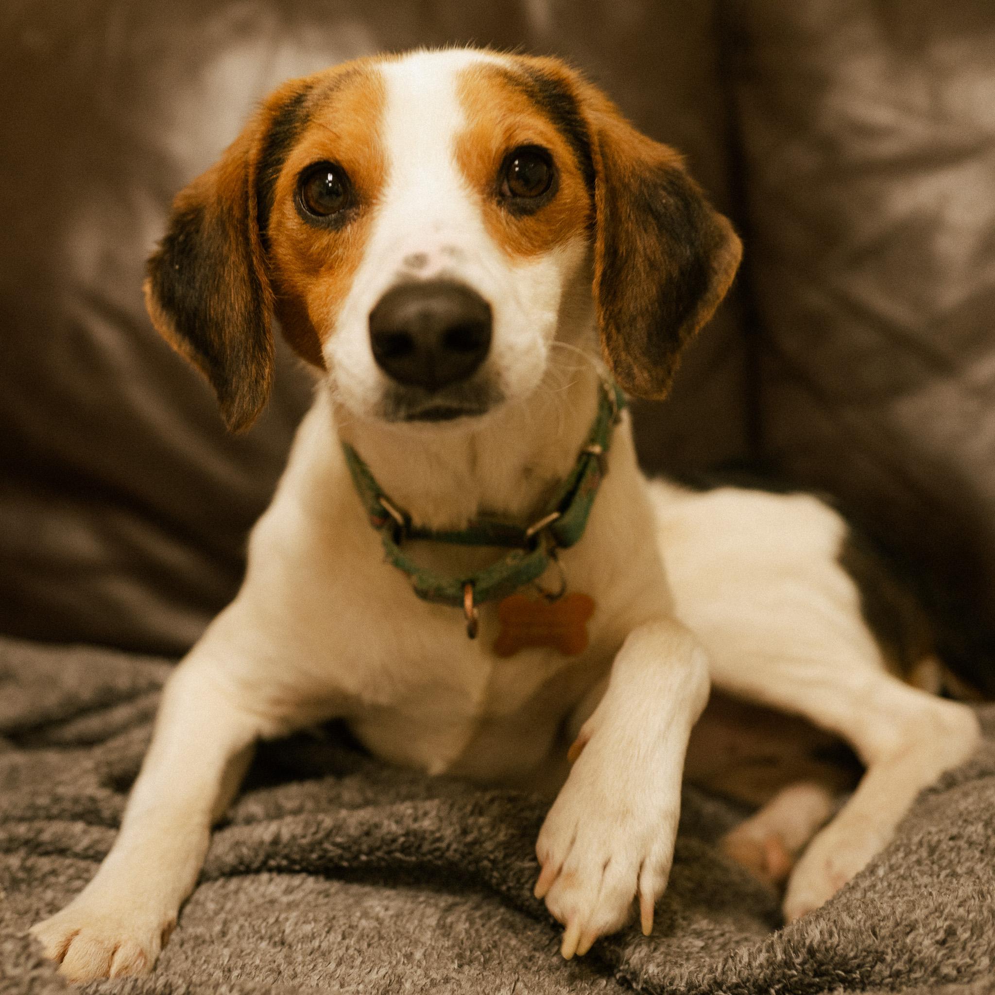 Enlarge Zach, an adopted mixed breed in Cincinnati, OH image 4/4