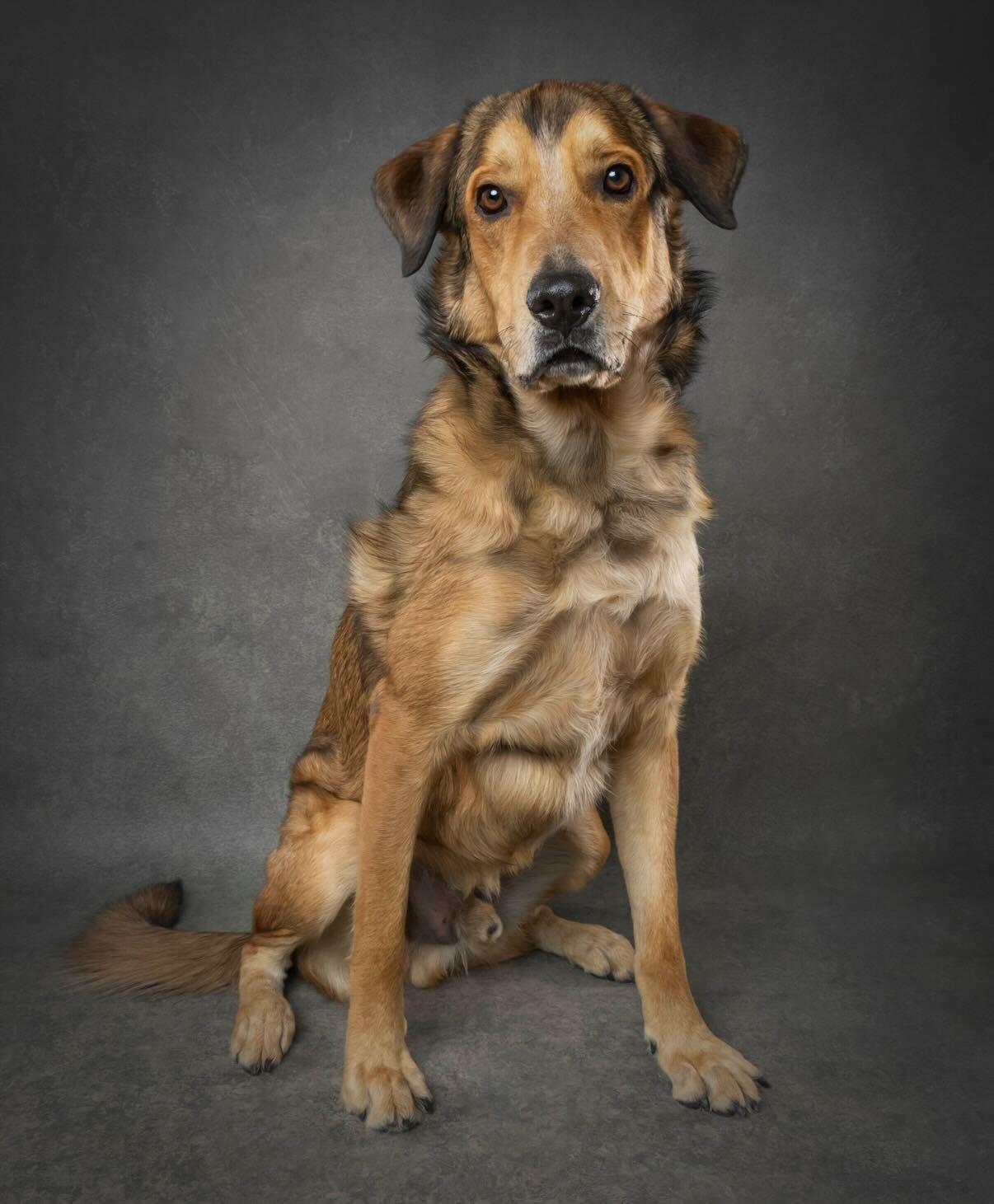 HUBERT, a ADOPTABLE mixed breed in Ajax, ON image 6/6