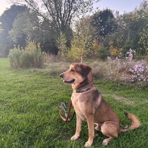 HUBERT, a ADOPTABLE mixed breed in Ajax, ON image 2/6