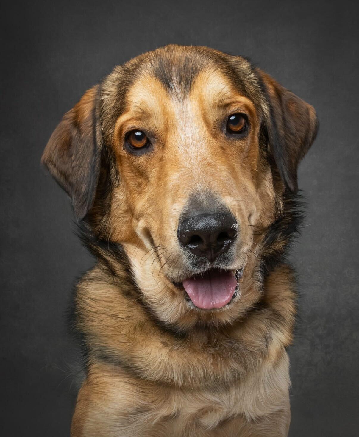 HUBERT, a ADOPTABLE mixed breed in Ajax, ON image 1/6