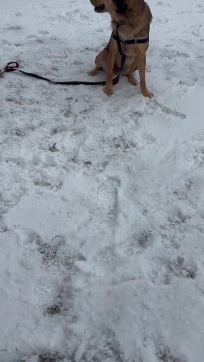 Enlarge HUBERT, a ADOPTABLE mixed breed in Ajax, ON video 5/6