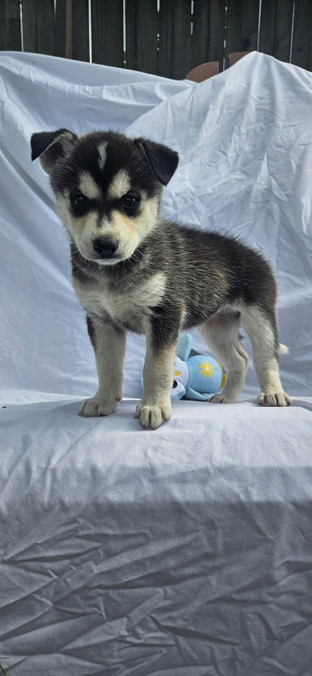 Jasmine, Adoptable, Puppy Female Siberian Husky.