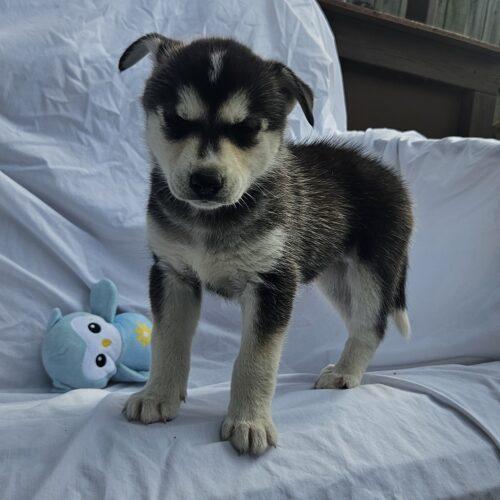 Jasmine, a Adoptable Siberian Husky in Kirksville, MO image 1/3