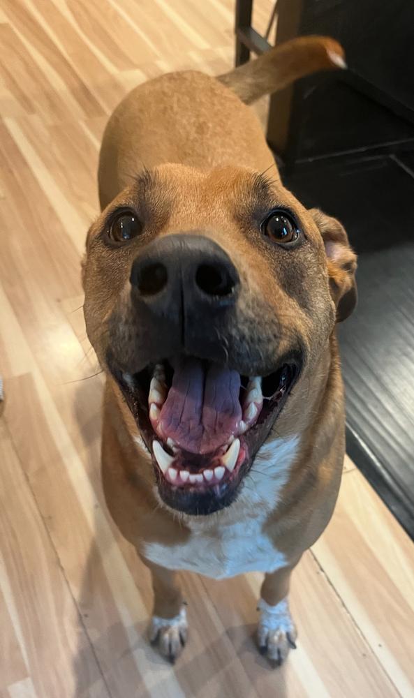 Colby, Adoptable, Adult Male Pit Bull Terrier & Labrador Retriever.