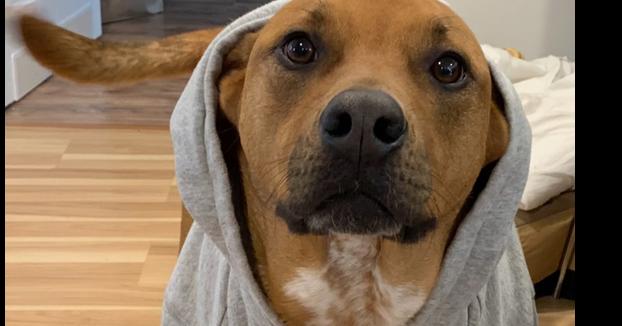 Enlarge Colby, a Adoptable mixed breed in Wolcott, CT image 2/6