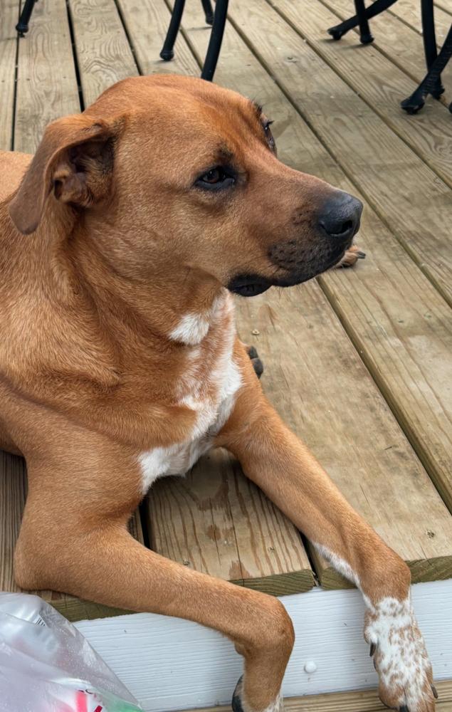 Enlarge Colby, a Adoptable mixed breed in Wolcott, CT image 3/6