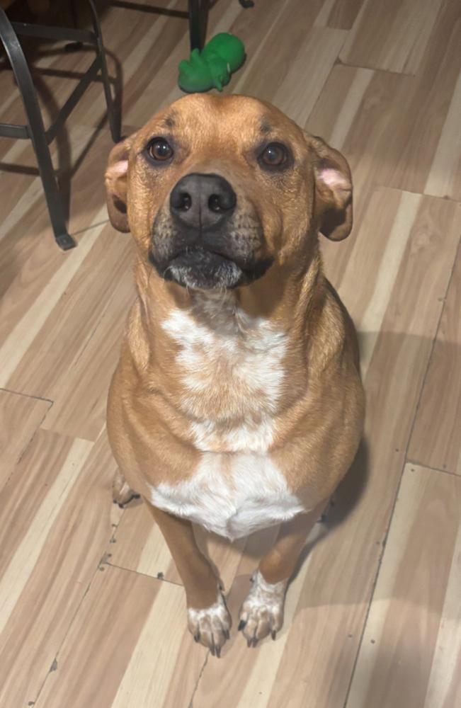 Enlarge Colby, a Adoptable mixed breed in Wolcott, CT image 4/6