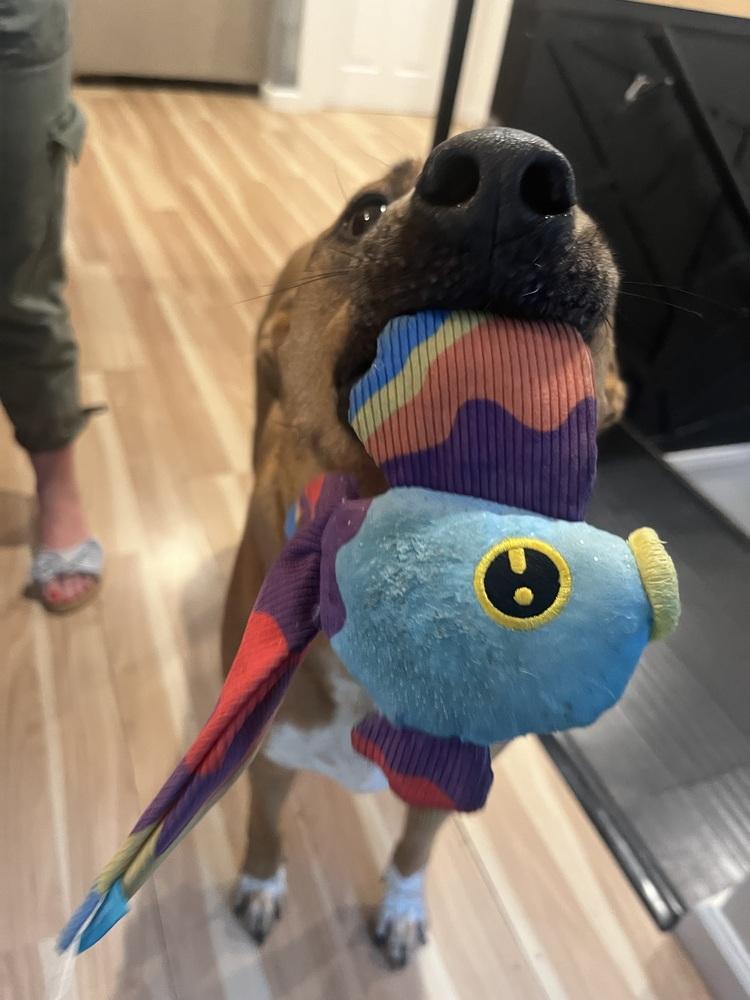 Enlarge Colby, a Adoptable mixed breed in Wolcott, CT image 5/6