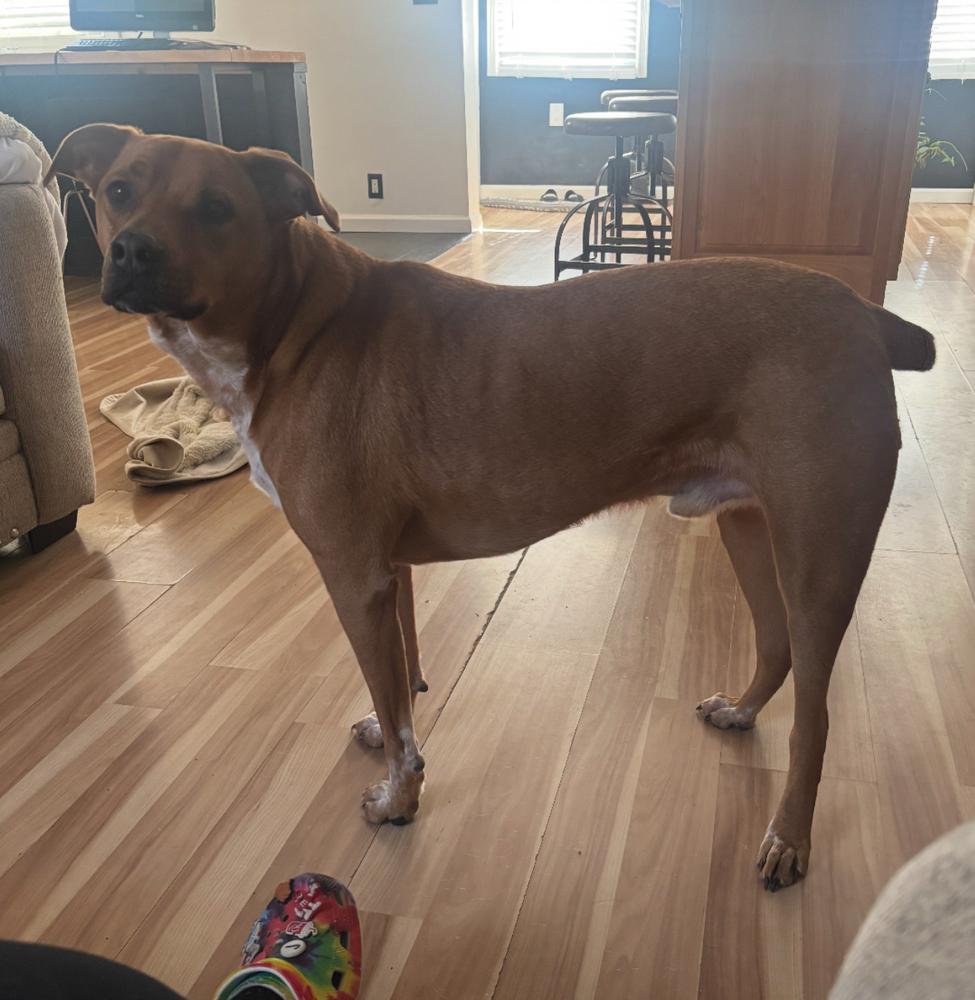 Enlarge Colby, a Adoptable mixed breed in Wolcott, CT image 6/6