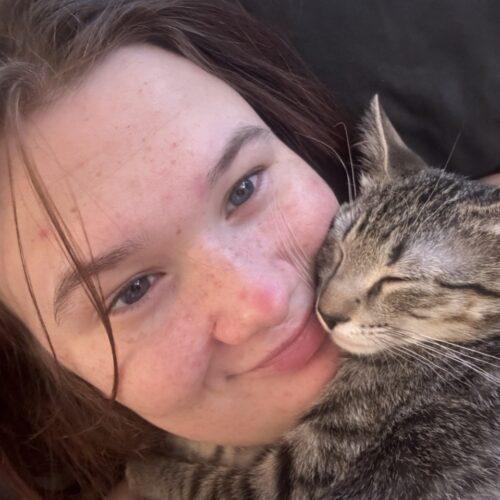 Cooper, Adoptable, Young Male Domestic Short Hair.