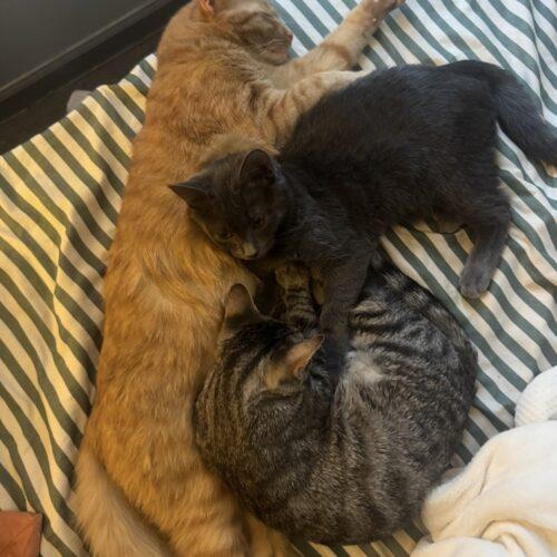 Cooper, a Adoptable Domestic Short Hair in Seven Valleys, PA image 2/5