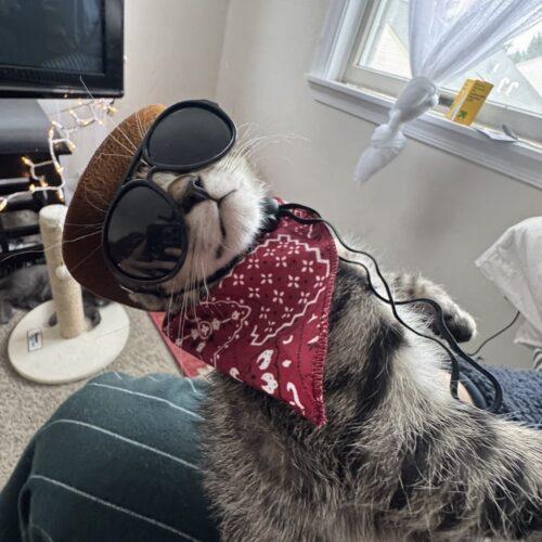 Cooper, a Adoptable Domestic Short Hair in Seven Valleys, PA image 3/5