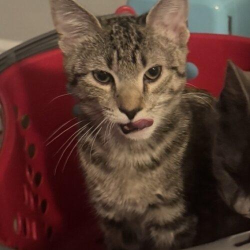 Enlarge Cooper, a Adoptable Domestic Short Hair in Seven Valleys, PA image 4/5