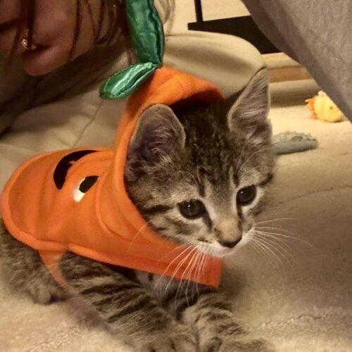 Cooper, a Adoptable Domestic Short Hair in Seven Valleys, PA image 4/5