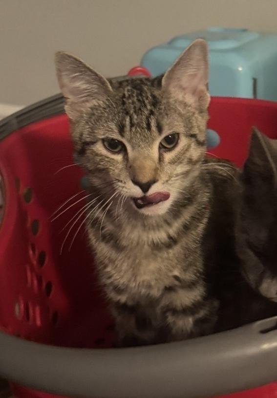 Enlarge Cooper, a Adoptable Domestic Short Hair in Seven Valleys, PA image 5/5