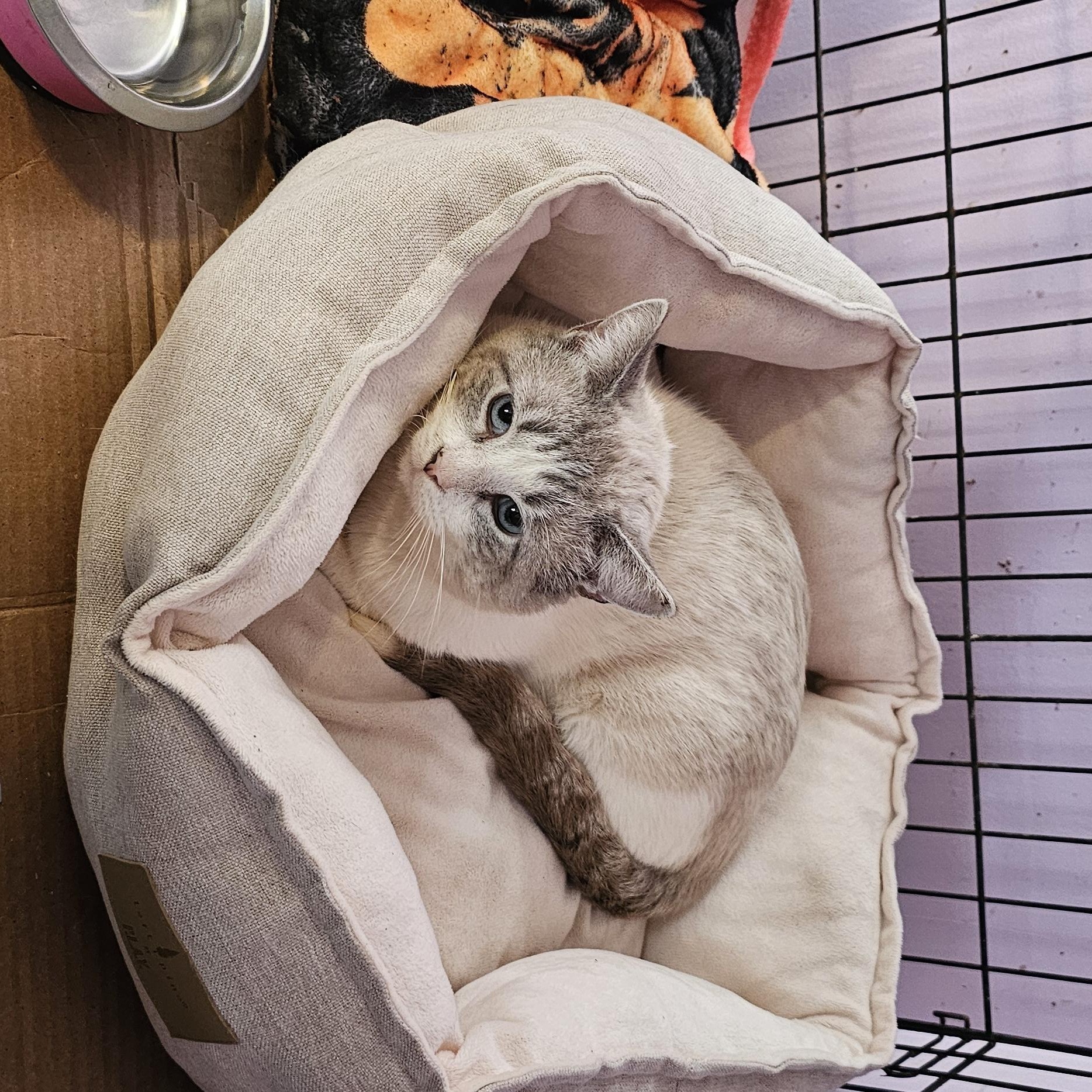 Frankie, Adoptable, Young Male Siamese.