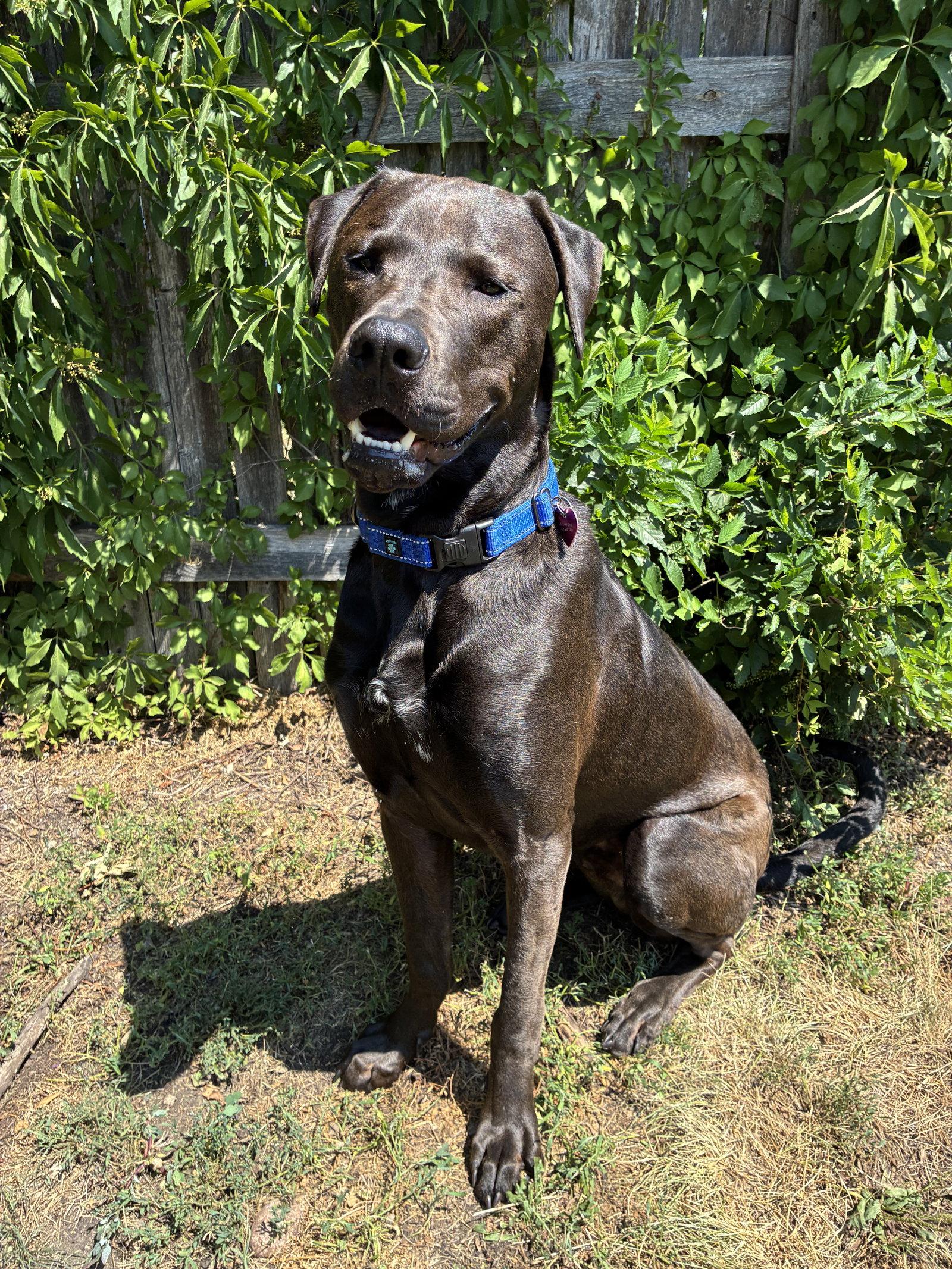 Enlarge Beau, a Adoptable Labrador Retriever in Brooklyn Center, MN image 1/3