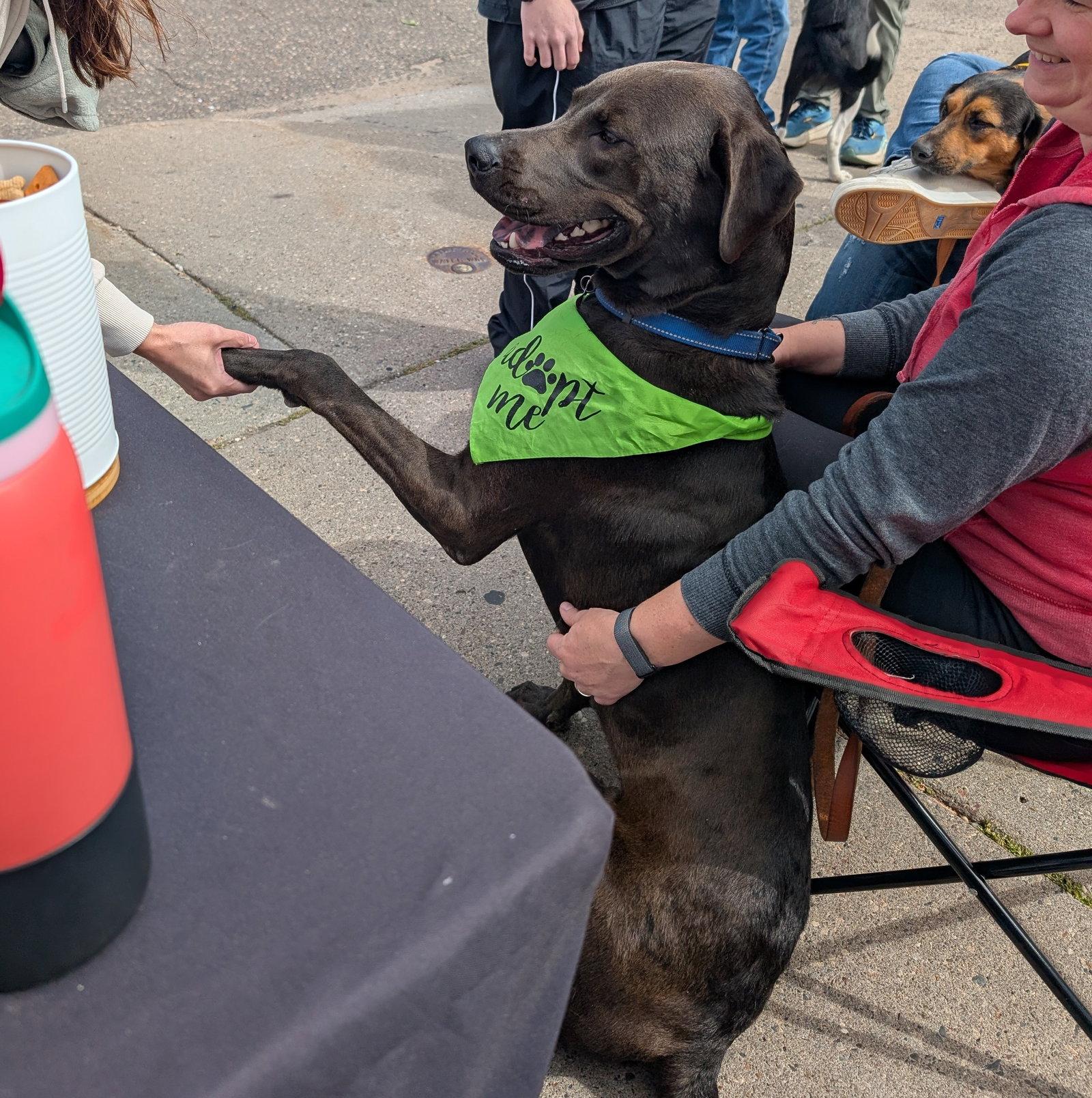 Enlarge Beau, a Adoptable Labrador Retriever in Brooklyn Center, MN image 2/3
