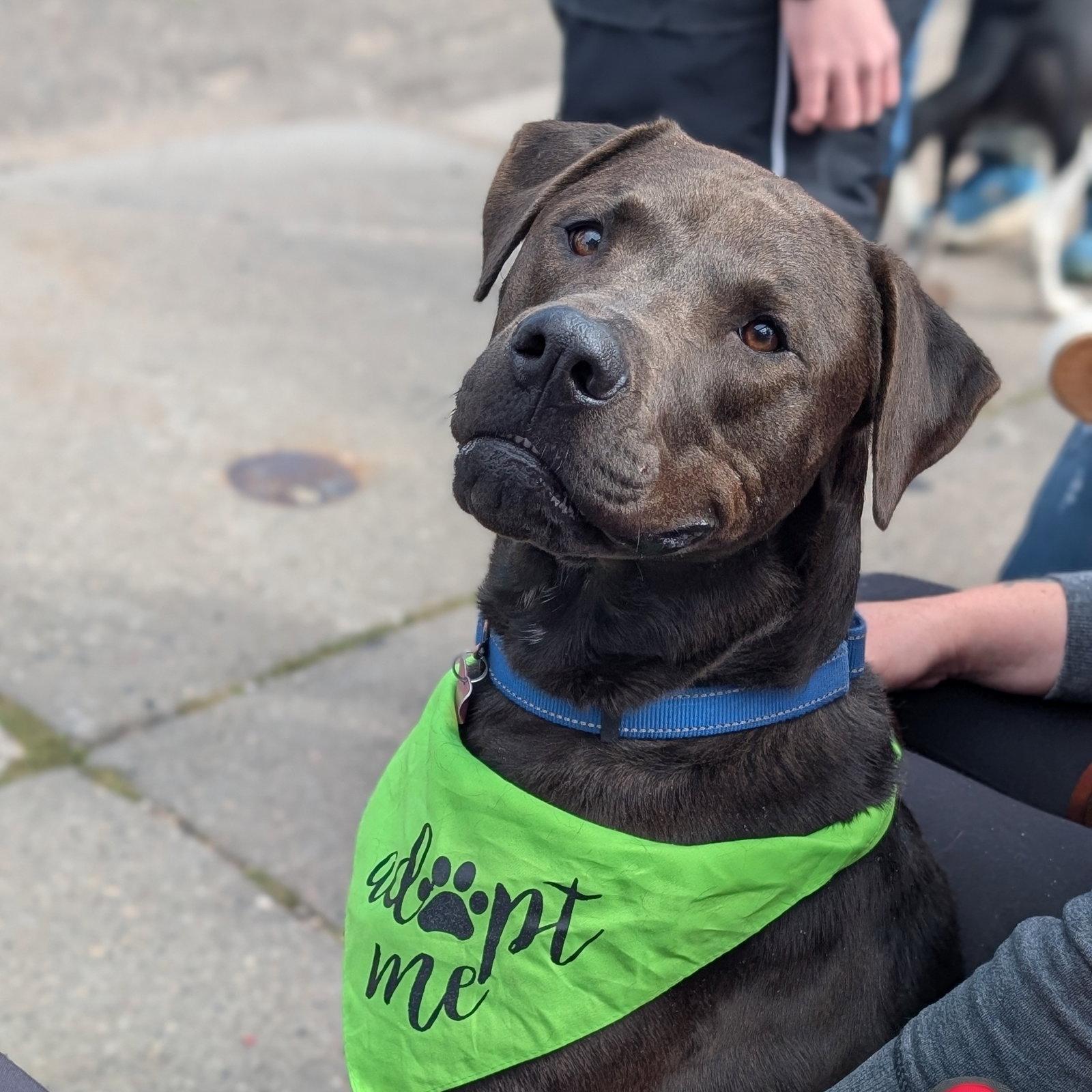 Enlarge Beau, a Adoptable Labrador Retriever in Brooklyn Center, MN image 3/3