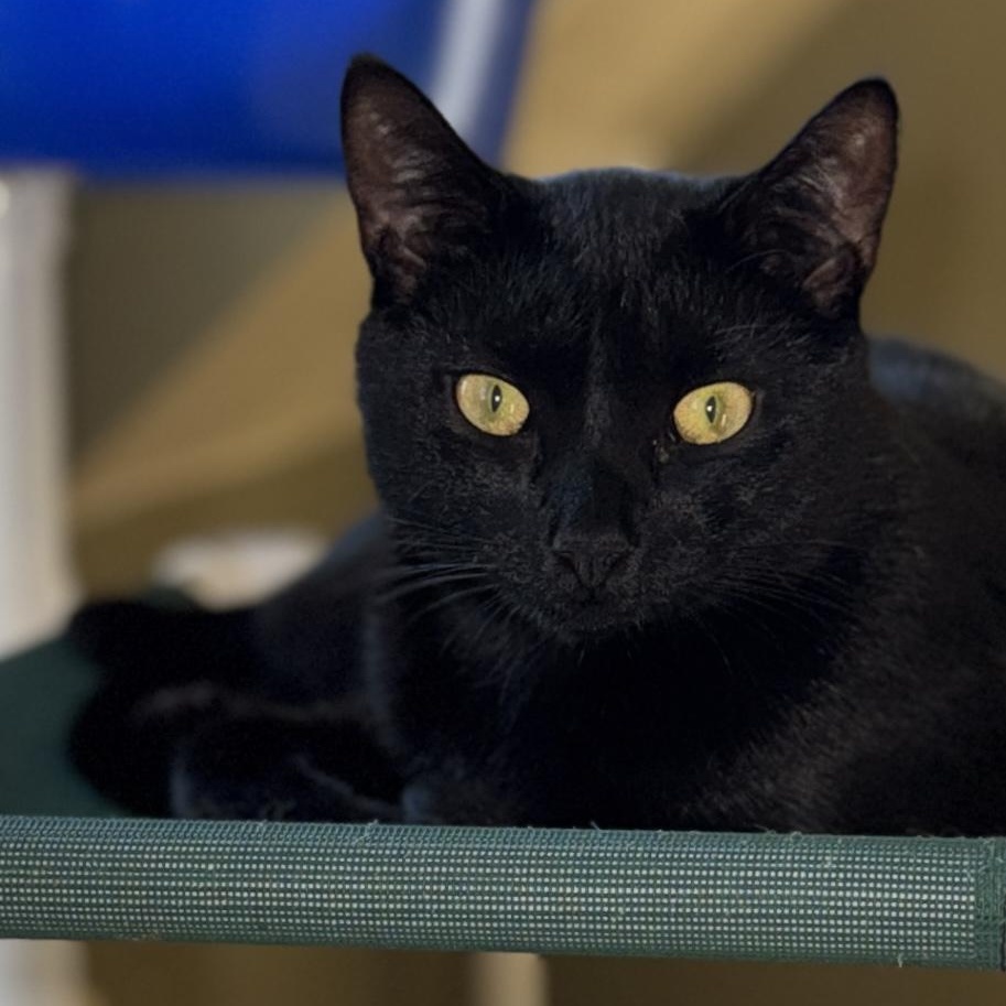 Petunia, a ADOPTABLE Domestic Short Hair in Wells, ME image 2/4
