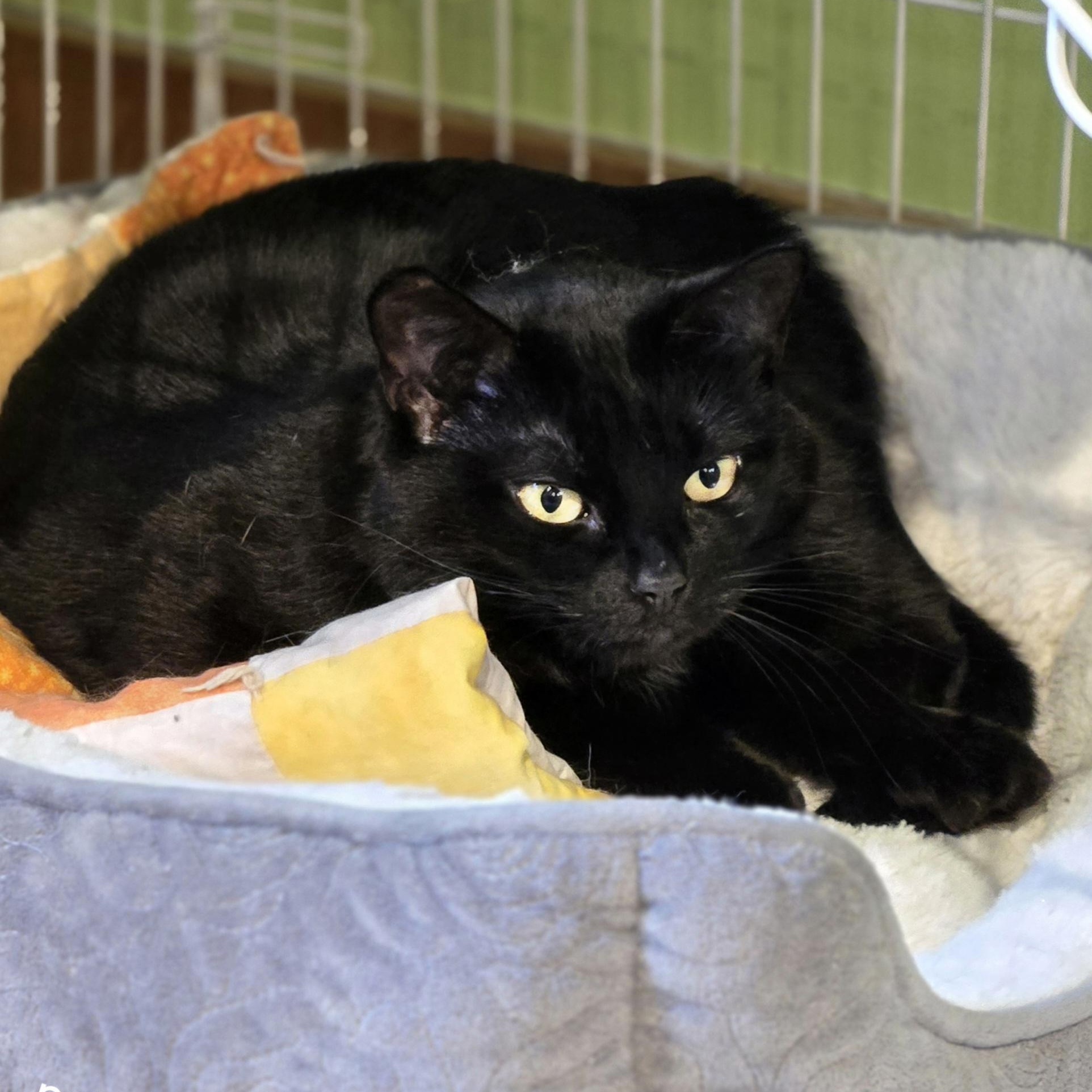 Petunia, a ADOPTABLE Domestic Short Hair in Wells, ME image 4/4