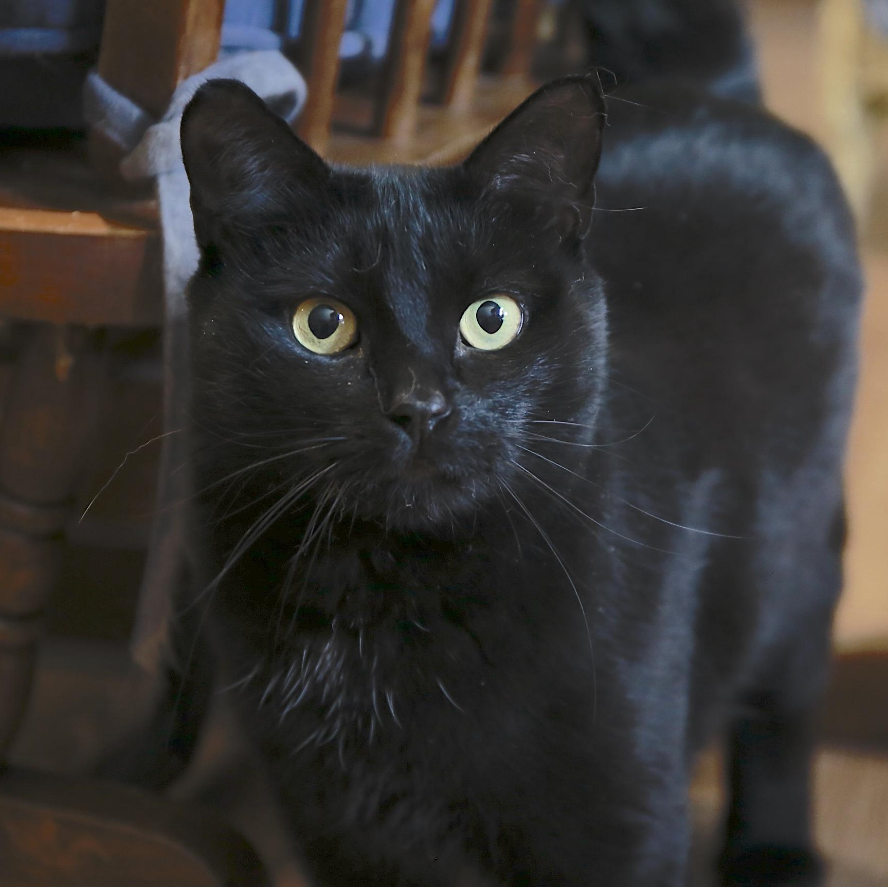 Petunia, a ADOPTABLE Domestic Short Hair in Wells, ME image 3/4