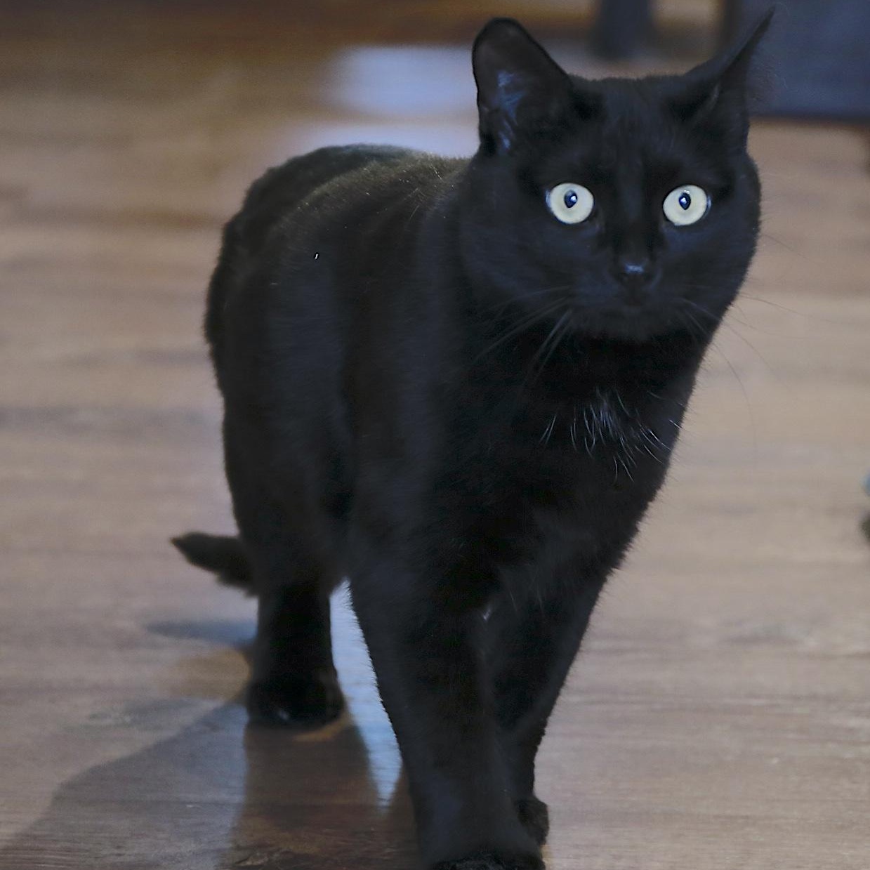 Petunia, ADOPTABLE, Adult Female Domestic Short Hair.