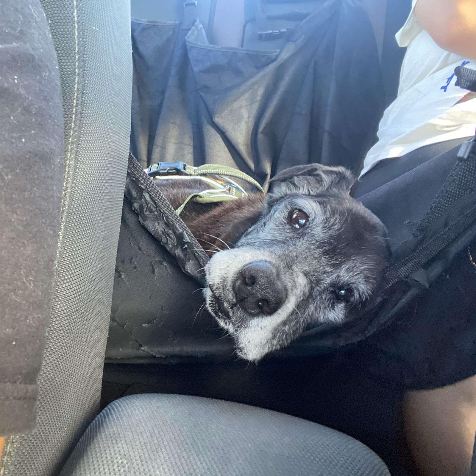 Enlarge Hazel, a ADOPTABLE mixed breed in Houston, TX image 2/6