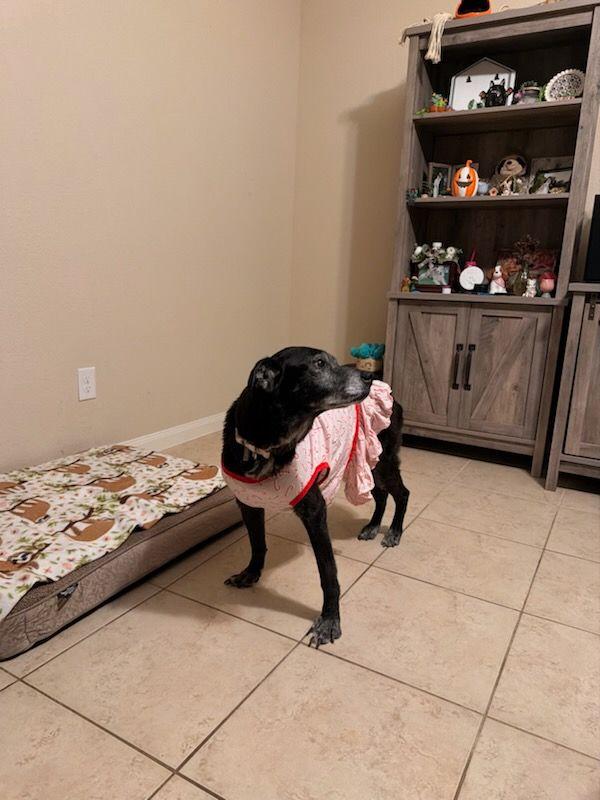 Enlarge Hazel, a ADOPTABLE mixed breed in Houston, TX image 5/6