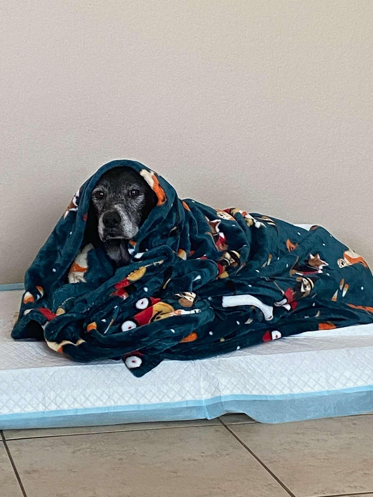 Hazel, ADOPTABLE, Senior Female Labrador Retriever.